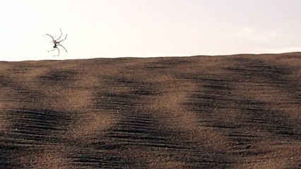 Une araignée acrobate dans le désert