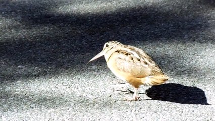 Un oiseau traverse une route en dansant