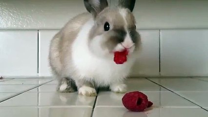 Un lapin mange des framboises et le résultat est assez drôle