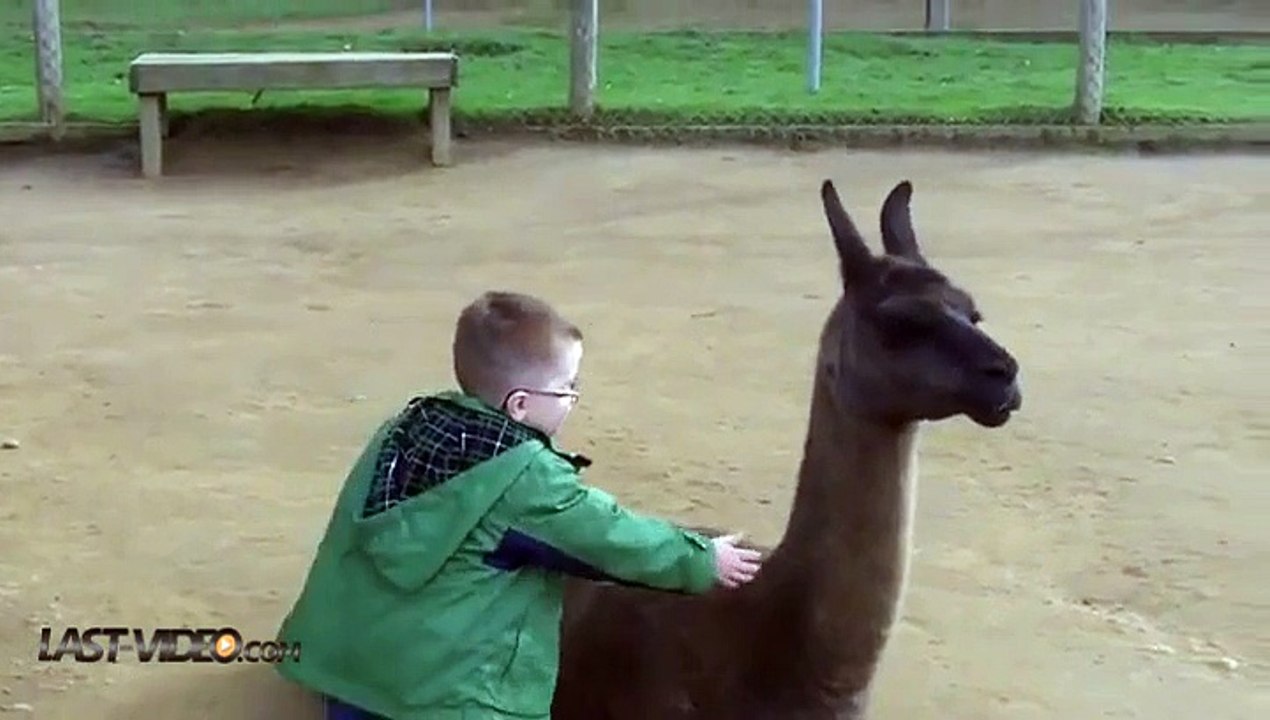 Un enfant se fait cracher dessus par un lama