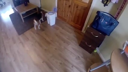 Un chien aide à changer les couches d'un bébé