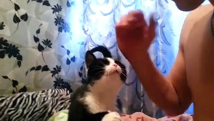 Un chat demande des caresses en tapotant le bras de son maître