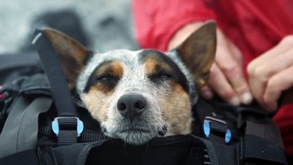 Le premier chien du monde à sauter en base jump