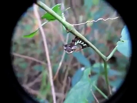 Cette étonnante chenille peut se transformer en serpent lorsqu’elle est menacée