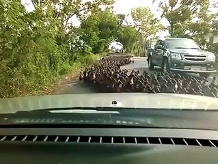 Une route thaïlandaise envahie par des centaines de canards !