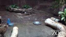 De petits chats à pieds noirs font leur apparition au zoo de Philadelphie