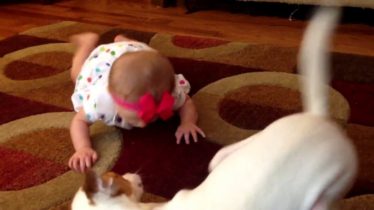 Un chien apprend à un bébé comment ramper sur le ventre