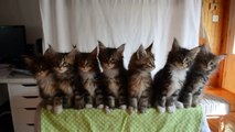 7 adorables chatons en parfaite synchronisation