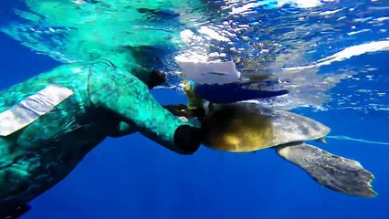 Un plongeur libère une tortue coincée dans un filet de pêche