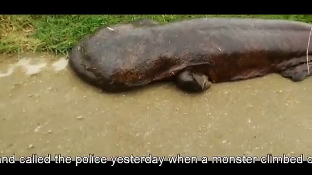 Quelle est cette étrange créature qui terrorise les passants au Japon ?