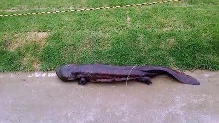 L'étrange créature observée à Kyoto