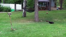 Un chat essaie d'attraper un écureuil