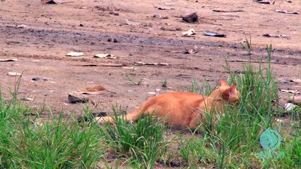 Quand un éléphanteau rencontre un chat