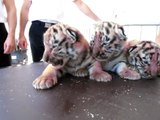 Naissance de quatre bébés tigres dans l'Oise