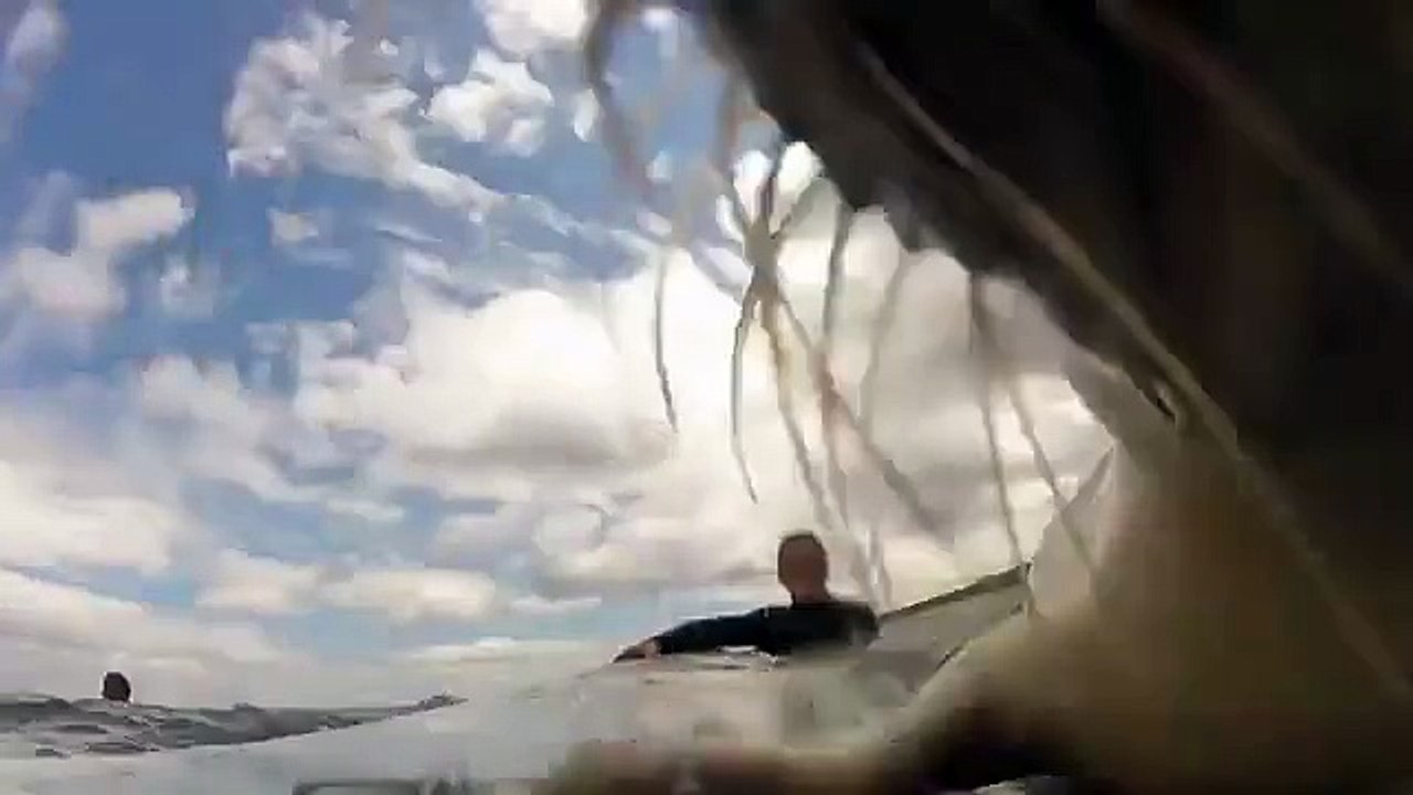 Un bébé phoque veut apprendre à surfer