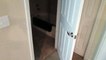 Ce chat est capable d'ouvrir des portes mêmes piégées !