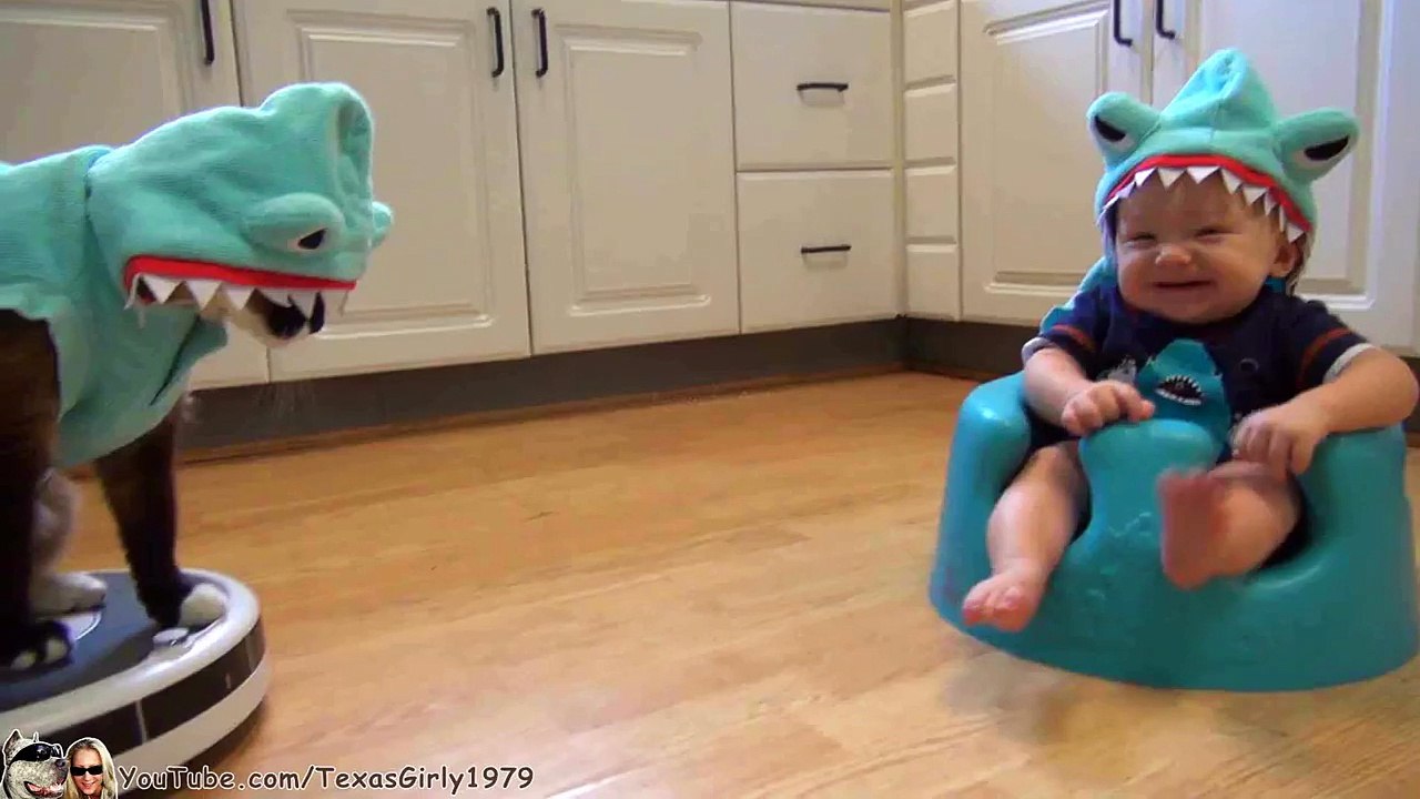 Quand un bébé et un chat déguisés en requin se rencontrent