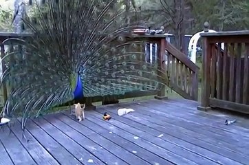 Des intrigués par un paon