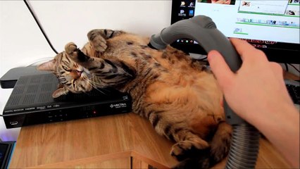 Ce chat aime se faire aspirer