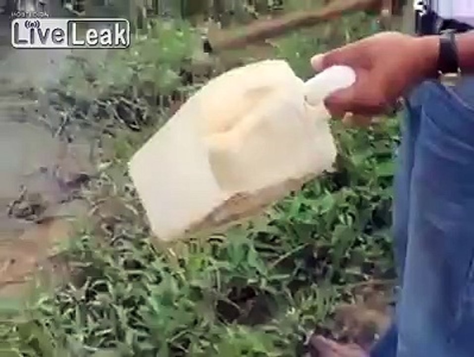 Ces poissons sont pris de folie au moment du repas !