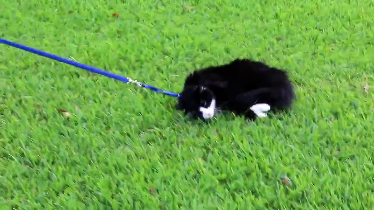 Voici le chat le plus paresseux du monde !