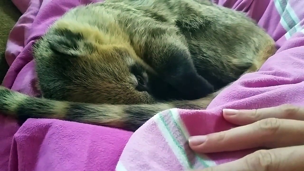 Ce coati adore les câlins !