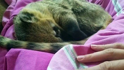 Ce coati adore les câlins !