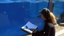 La naissance d'un bébé dauphin filmée dans le parc aquatique SeaWorld de San Diego