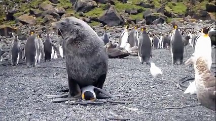 Des otaries agressent sexuellement des manchots