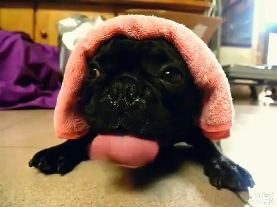 Le chien qui fait le bruit d'un moteur de moto