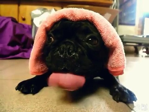 Le chien qui fait le bruit d'un moteur de moto