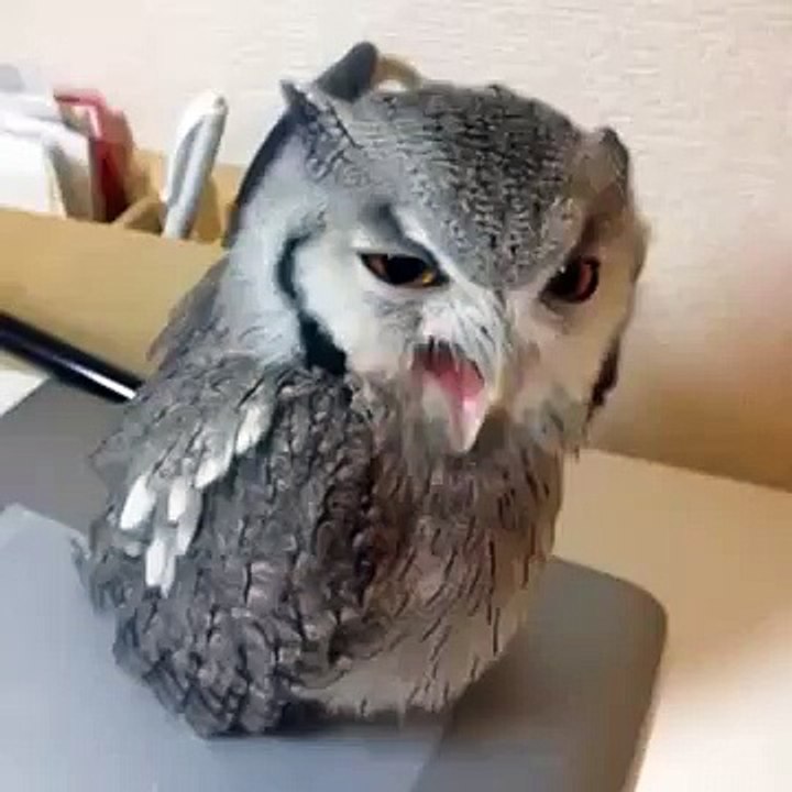 Le hibou qui fait "Hey"
