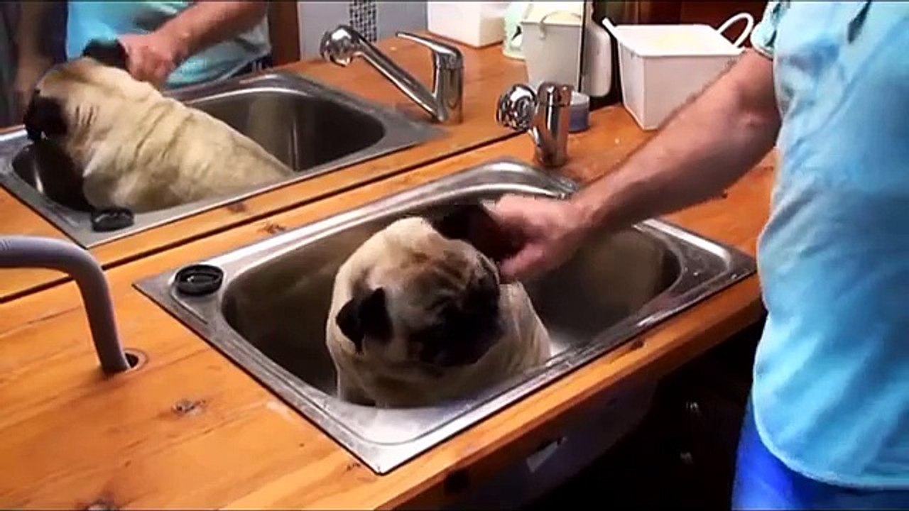 Ce carlin dans son bain vit le plus beau moment de sa vie !