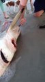 Il ouvre le ventre d'un requin mort pour en sortir des petits !
