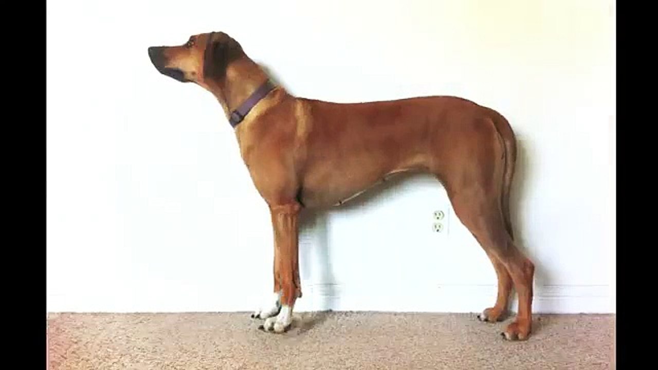 Il prend son chien en photo tous les jours pendant 3 ans et 2 mois