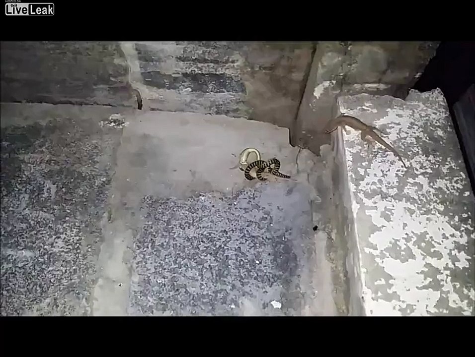 L'incroyable fuite de ce lézard qui a failli se faire manger par un serpent
