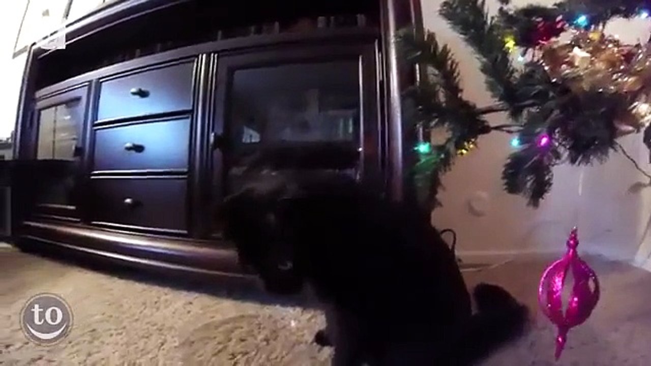 Quand les chats s'amusent avec des sapins de Noël
