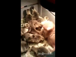 Un chaton qui s'amuse avec des canetons