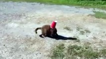 Un chien porte secours à un chat qui a la tête coincée dans un gobelet