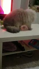 Le chat le plus méchant du monde ?