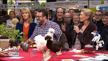 Des lapins coquins perturbent le plateau de Midi en France en direct