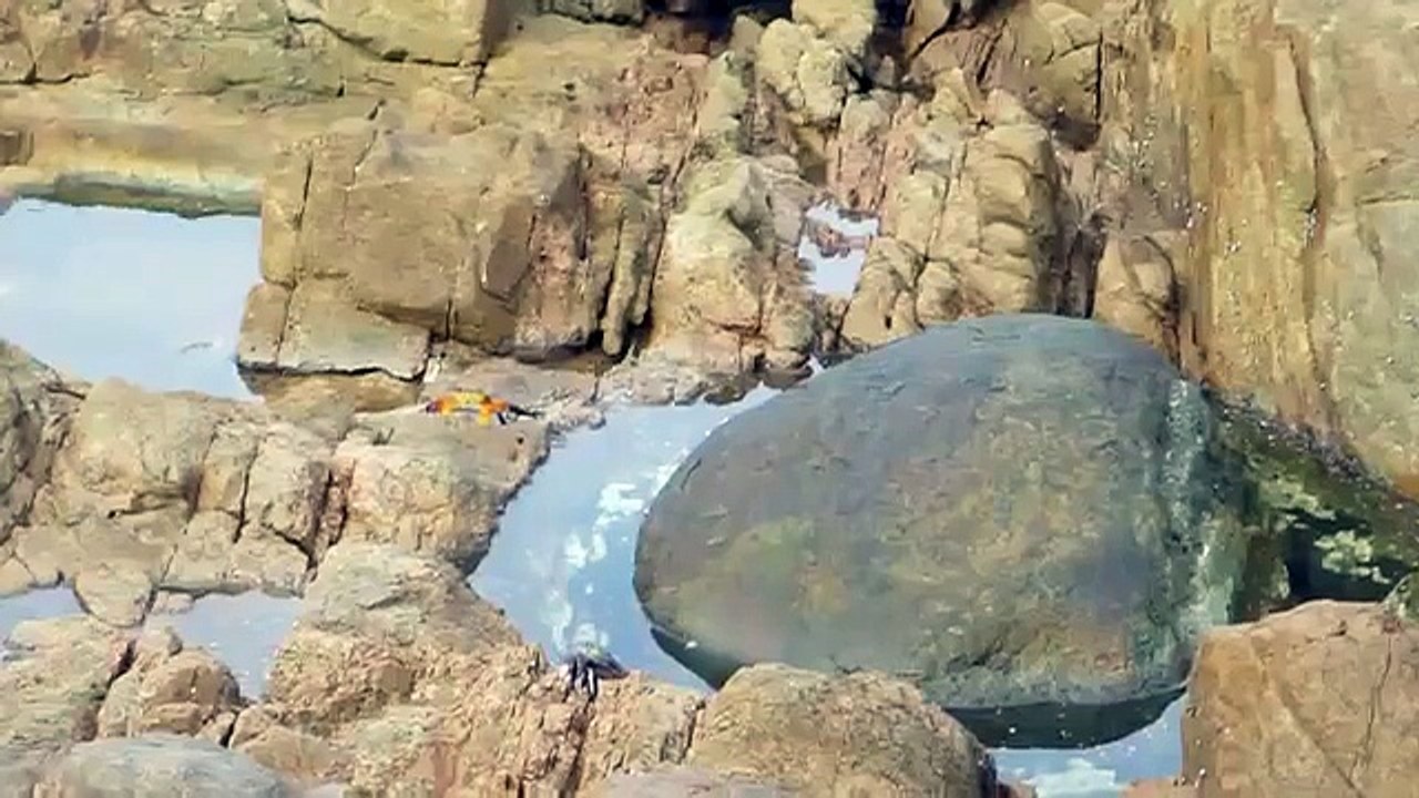 Un poulpe attaque par surprise un crabe