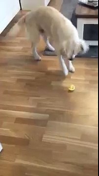 La réaction hilarante d'un chien qui découvre le goût du citron !