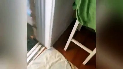 Un python de 2 mètres dans une boîte de céréales