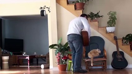 Cet homme va regretter d'avoir viré son chat du fauteuil
