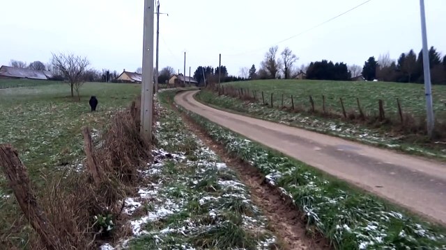Un sanglier charge des promeneurs avant d'être pris en chasse par des poneys !