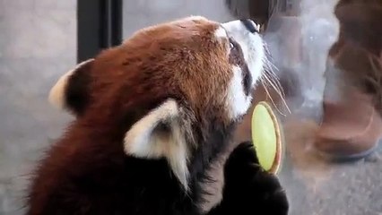 Ce panda roux va vous faire craquer