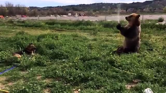 Un ours arrose un chien avec un tuyau d'arrosage
