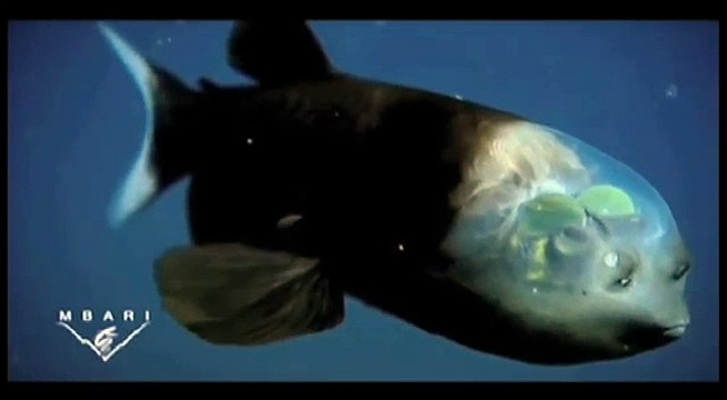 Découvrez le poisson revenant cet étrange poisson des profondeurs à la tête transparente