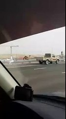 La preuve qu'un dromadaire court aussi vite qu'une voiture qui roule sur l'autoroute !